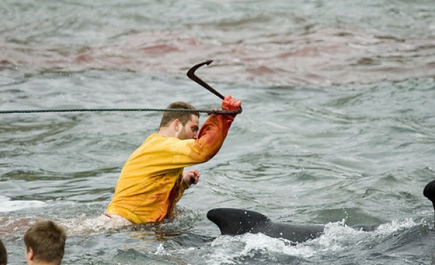 Япония съобщи че е убила 177 кита до североизточното си