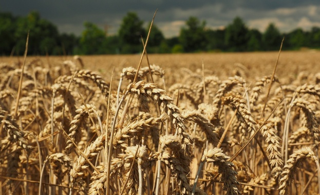 Русия се очертава като износител № 1 на пшеница в