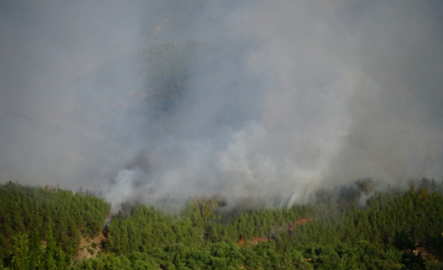 Овладян е пожарът в гората край село Стара Кресна Това