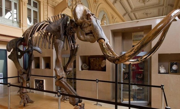 Скелет на мамут, който е на възраст 15 хиляди години,
