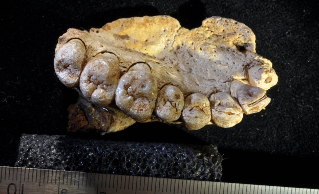 Част на челюст открита в израелската пещера преобърна историята на