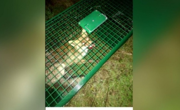 Снимки на лисица хваната в клетка възмути социалните мрежи Потребителят