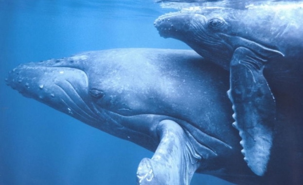 Палеонтолози идентифицираха нов вид древни китове които се срещали в