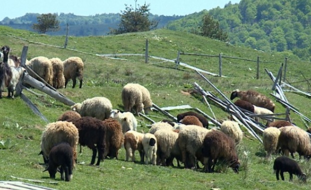 Планираната за днес евтаназия на доказано заразени с чума овце