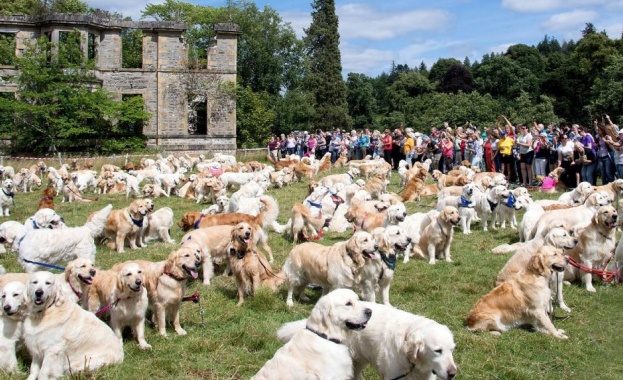 Точно 361 кучета се събраха на едно място в Шотландия,