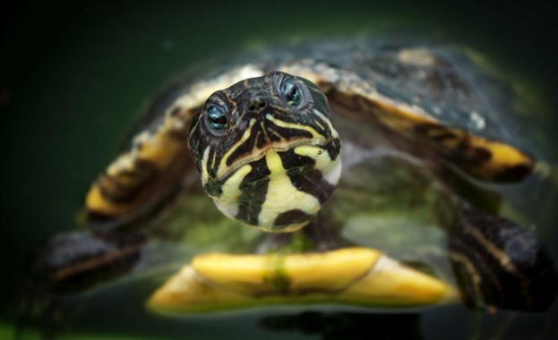 Единствената костенурка от изключително редкия вид Шанхайска мекочерупчеста костенурка се