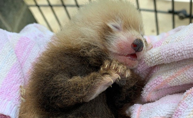 В зоологическата градина в Хале се роди червена панда, предаде