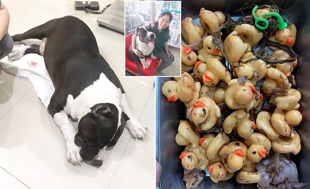 Специалисти от ветеринарна клиника в Тайланд са направили операция на