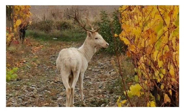 Бял елен е слязъл от Балкана в Карловско Местен жител