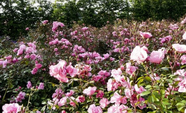 Маслодайната роза наричана дамасцена всички методи за нейната обработка и