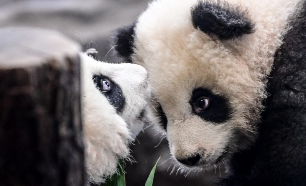 Берлинският зоопарк представи официално най новите си обитатели пандите близнаци