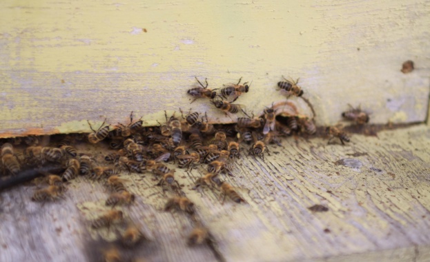 На пчеларско изложение в Добрич БАБХ установи търговия с нелегални ВМП