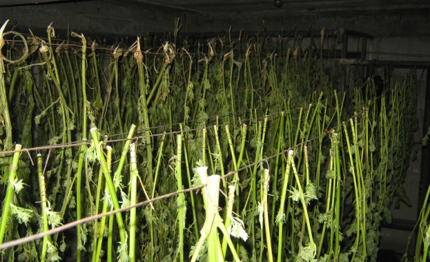 В Сливен е разбиха престъпна група, отглеждала и разпространявала висококачествена холандска марихуана