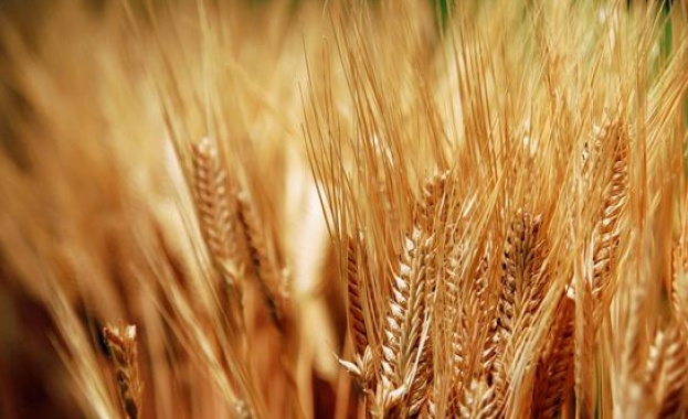 Изнесохме 4 млн. тона пшеница