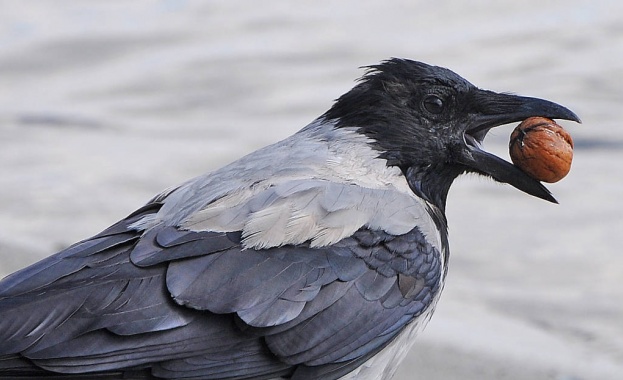 Според германски учени враните са едни от най умните животни Тези