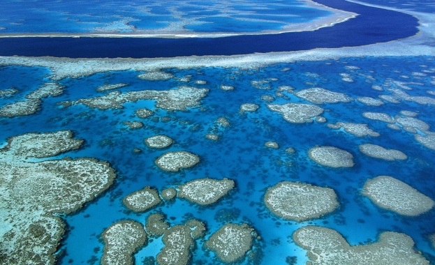 ЮНЕСКО отхвърли обявяването на Големия бариерен риф за застрашен обект