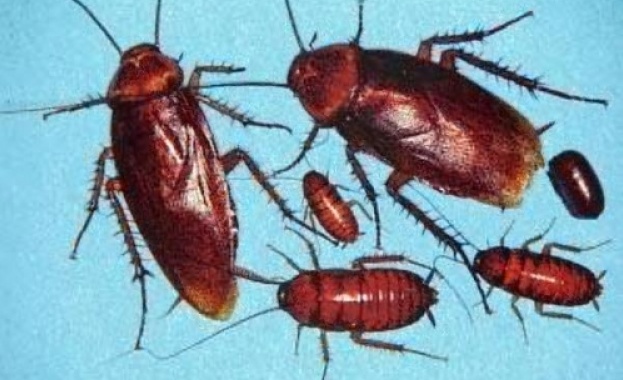  Учени: Хлебарките придобиват резистентност към пестициди за едно поколение