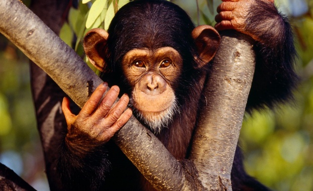 Шимпанзето Хам е първият примат, летял в Космоса, като през