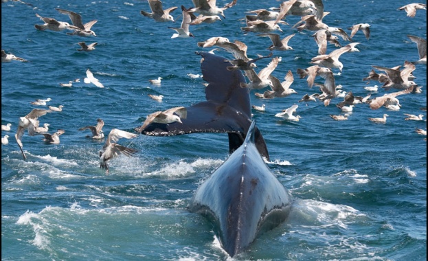 Природозащитници започнаха операция за спасяване на китове които заседнаха край