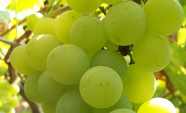 Над 30 вида десертно и винено грозде на Открития ден в Плевен