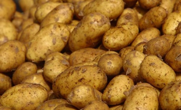 Хиляди тонове български картофи гният в складовете и на полето,