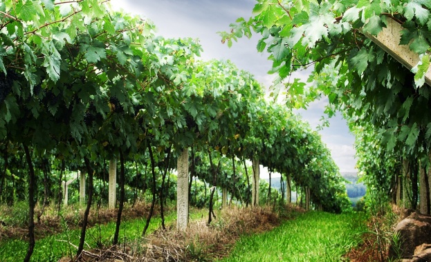 Износът на италианско вино е спаднал до най-ниското си равнище