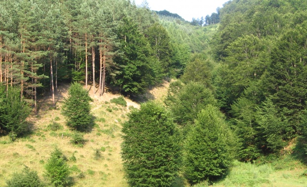 Лесовъдските мероприятия в Аспарухово са в рамките на горско-стопанския план