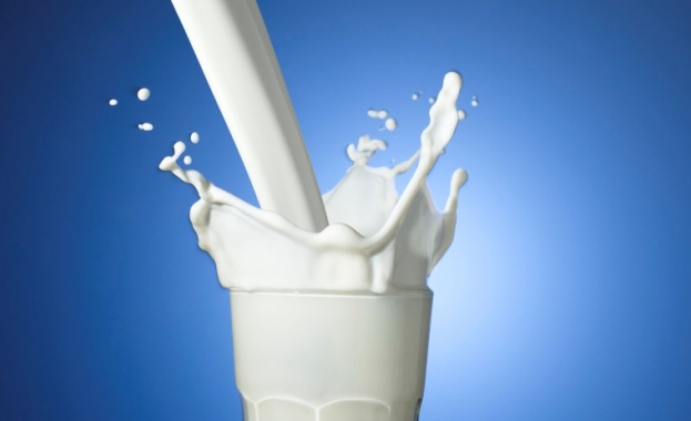 Изкупната цена на млякото стигна 5-годишно дъно