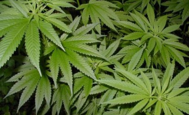 Ню Йорк легализира марихуаната за медицински цели
