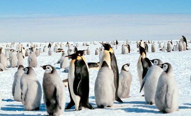 Катастрофа: Хиляди пингвинчета измряха за нощ