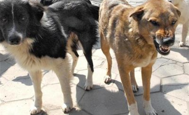 Осъдиха Община Шумен заради дете, нахапано от бездомно куче