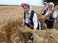 Започна жътвата в село Странско, „Булфото”