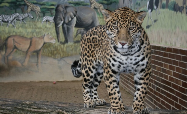 Готвят коренна промяна на софийския зоопарк