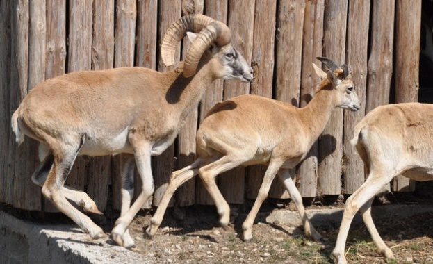 Извънредни мерки в хасковския зоопарк заради „син език“