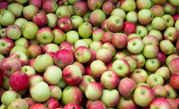 Ябълката е един от най популярните плодове в умерените географски