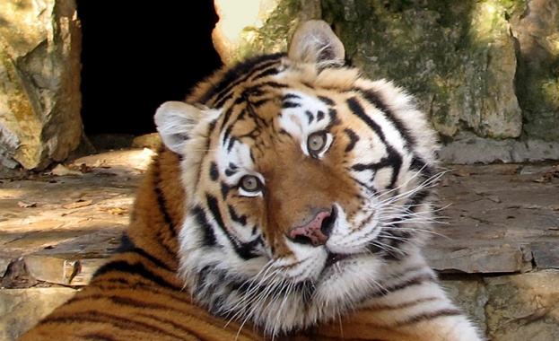 Тигрица която живее в зоологическата градина в нюйоркския регион Бронкс