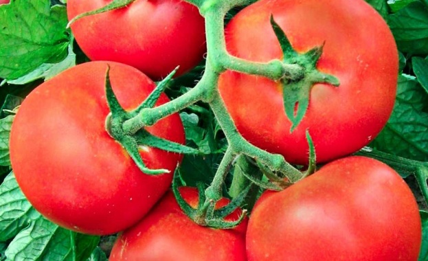 Оранжерийните домати поскъпнаха с 24,2% за седмица и на едро