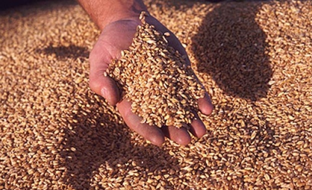 Цените на зърното със спад до 30%