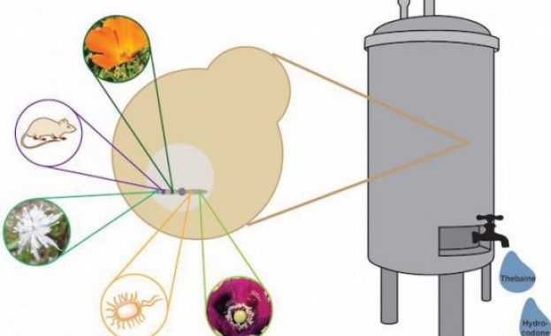 Нови ГМО дрожди могат да синтезират опиати