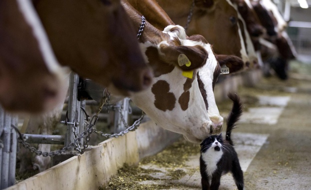 ЕК планира допълнителна помощ за млекопроизводителите
