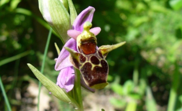 Два нови вида диви орхидеи са открити в Природен парк „Златни пясъци”