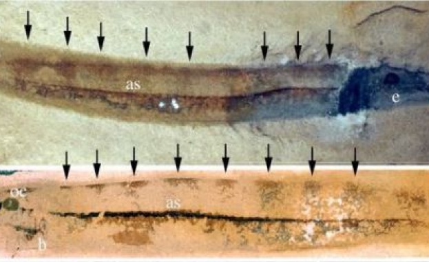 Британски палеонтолози случайно опровергаха доказателство за еволюцията