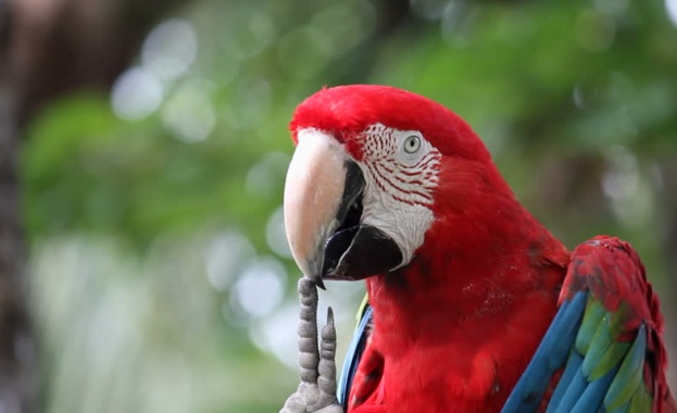 "Флората" в Бургас посреща изложба на 27 вида папагали, джаз и танго