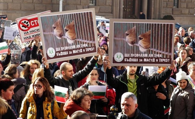 След протест пращат лъвчетата Масуд и Терез в Холандия