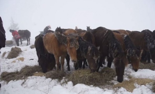 Разследват случая със загиналите коне в Осоговската планина