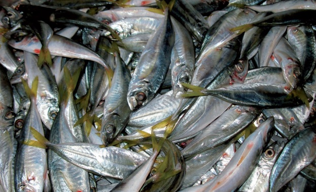 Рибарите по Северното ни Черноморие се радват но добър улов