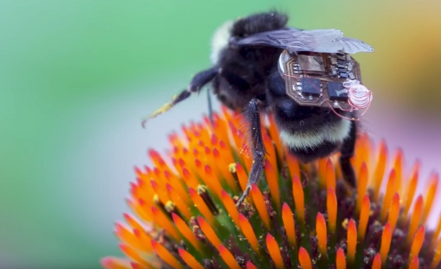 Животът на човечеството е пряко зависим от този на пчелите.