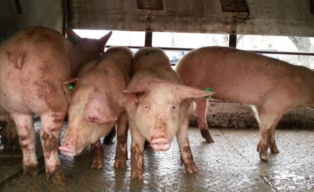 Свиневъдният бранш в България е изправен пред сериозна криза. Фермерите