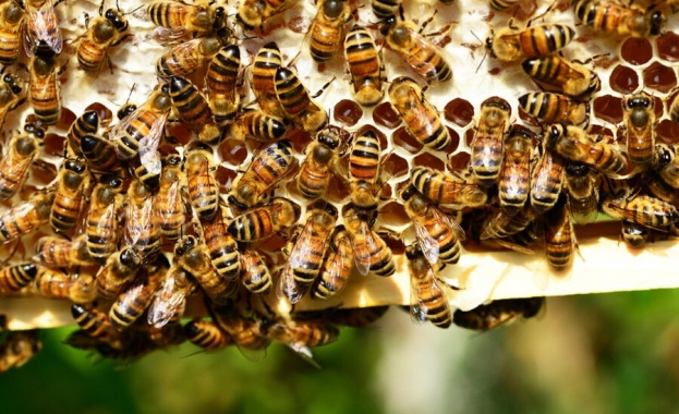 Хиляди пчелари загубиха пчелините си заради пръскане с пестициди Най засегнати