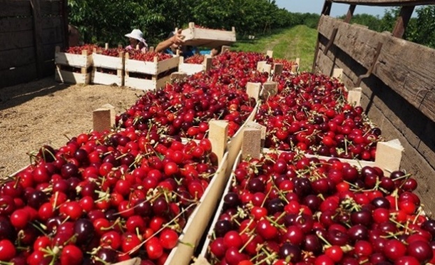 Основният проблем на производителите в Североизточна България е че няма